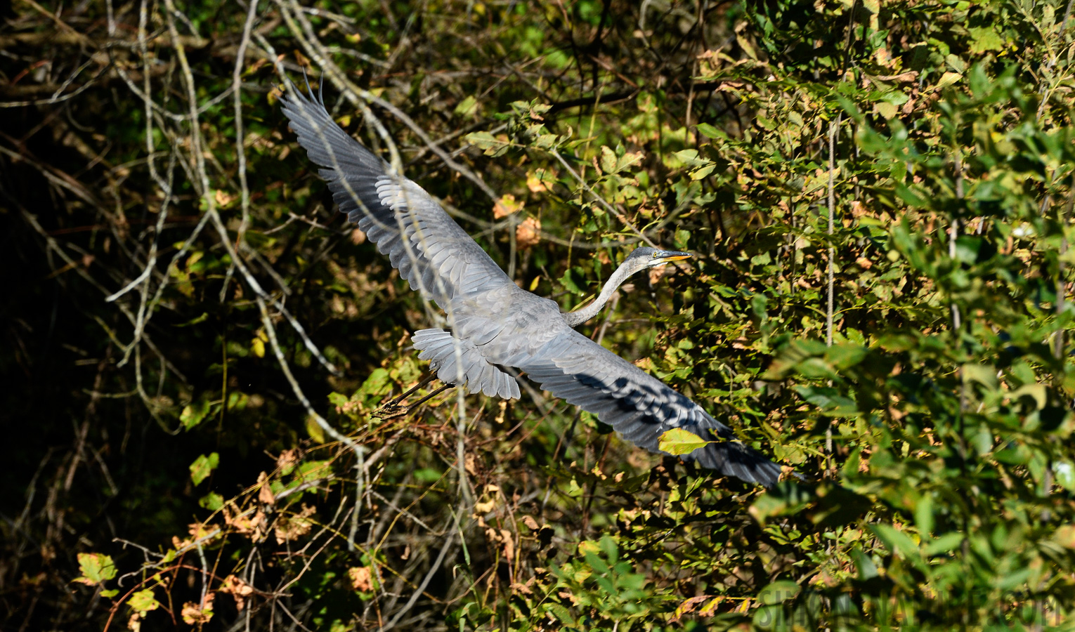 Ardea herodias herodias [400 mm, 1/800 Sek. bei f / 8.0, ISO 800]